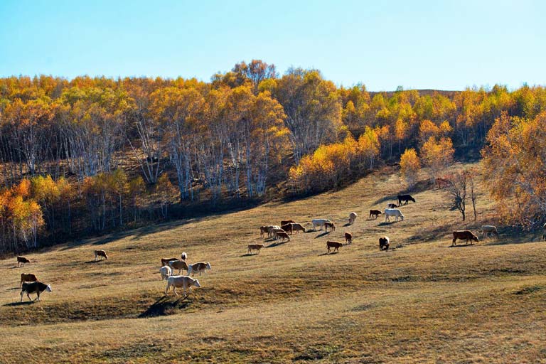 Hohhot Things to Do & Attractions - Inner Mongolia Hadamen National Forest Park