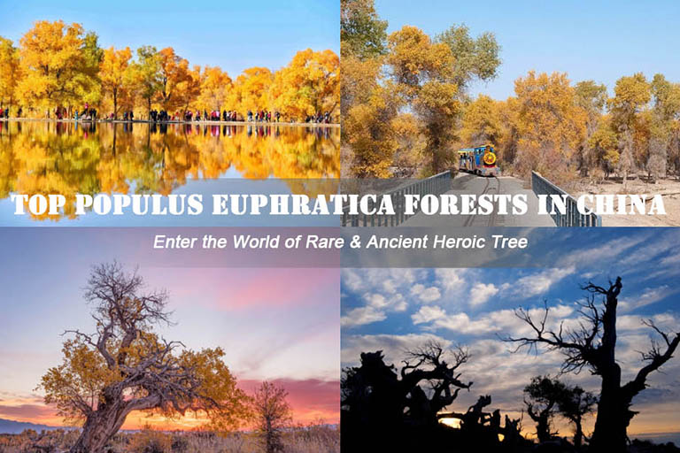 Populus Euphratica Forests in China