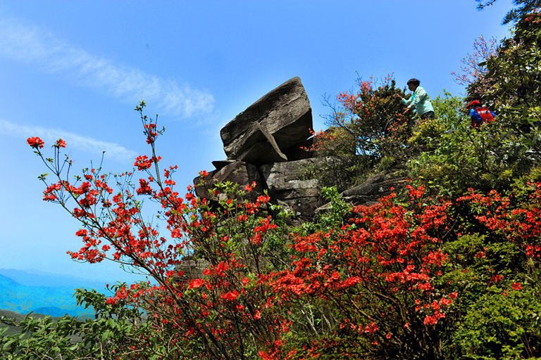 Flowers on Wugong Mountain