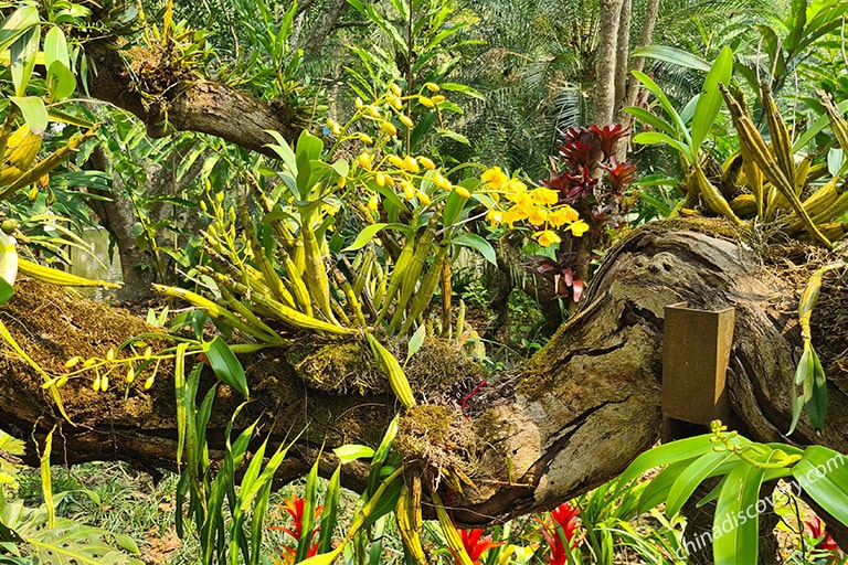Tropical Plants Gardens