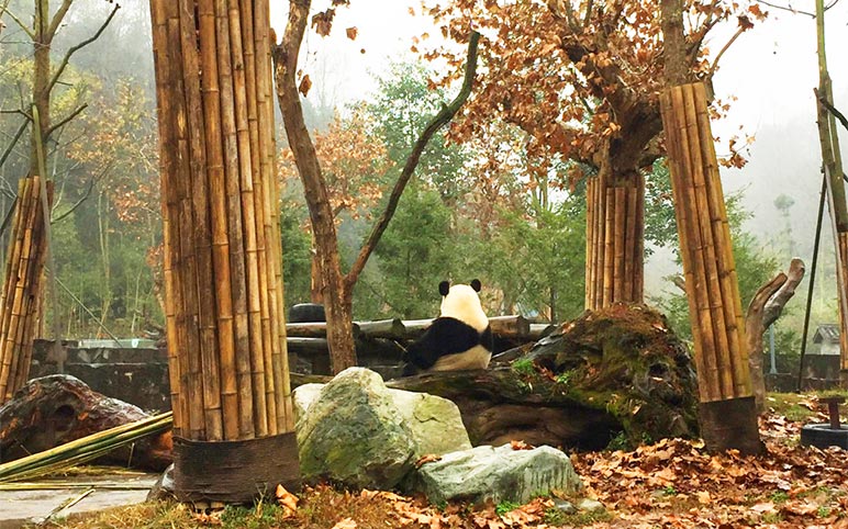 Pandas at Dujiangyan Panda Base
