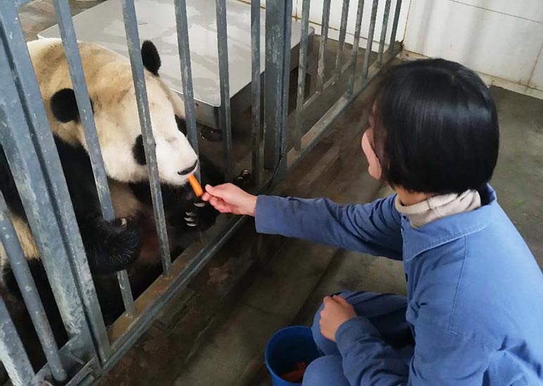 Feed Pandas at Dujiangyan Panda Base