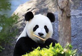 Adult Panda in China