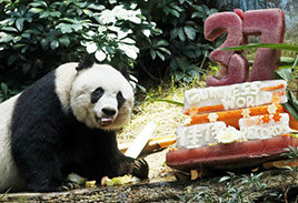 Elder Panda in China