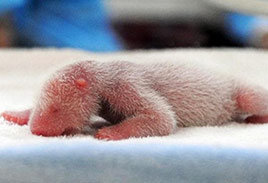 Newborn Panda in China