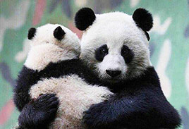 Panda Mommy and Baby