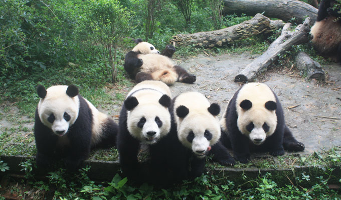 Hi Cutie! Meet Giant Pandas in China
