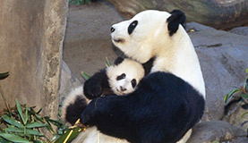 Giant Panda Photos