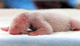Newborn Panda Photos