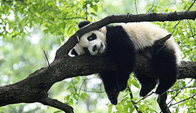 Sub-Adult Panda Photos