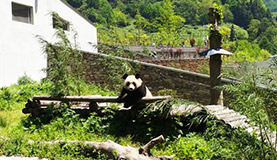 Wolong Panda Photos