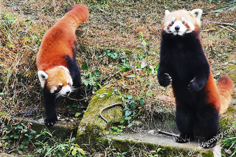 Red Panda Volunteer program