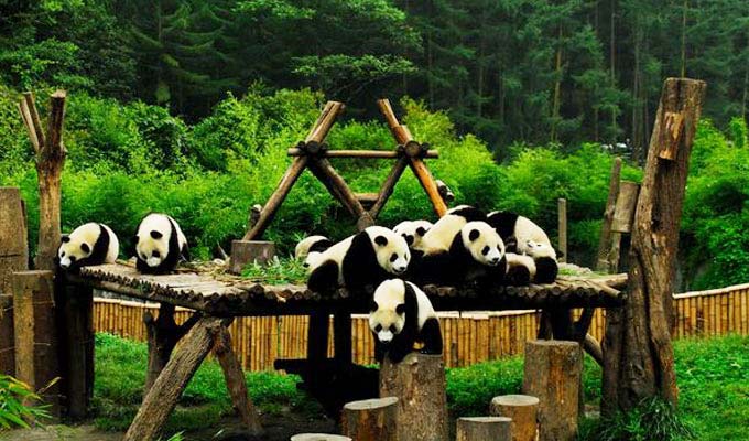 giant panda at wolong panda reserve 680(1)