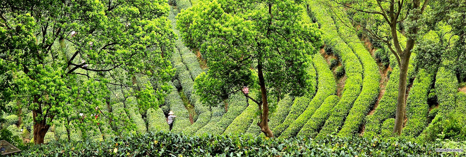 4 Days Hangzhou Shaoxing Tour