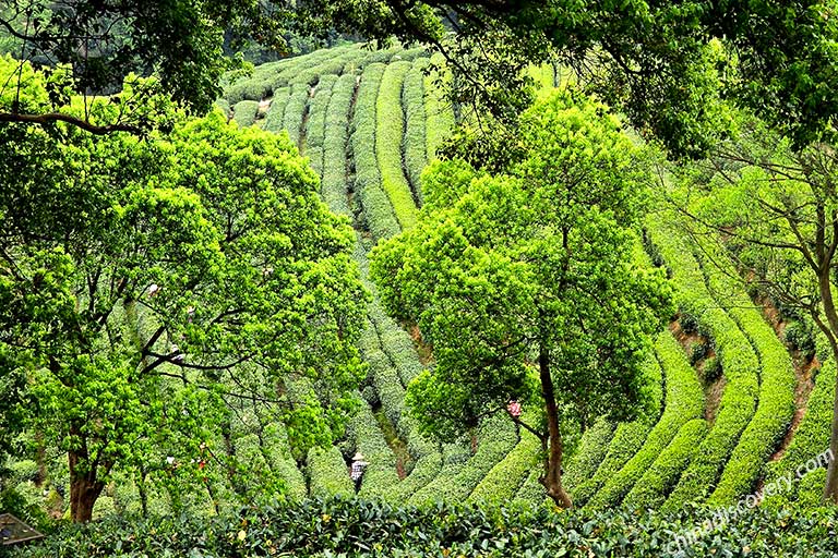 4 Days Hangzhou Shaoxing Tour