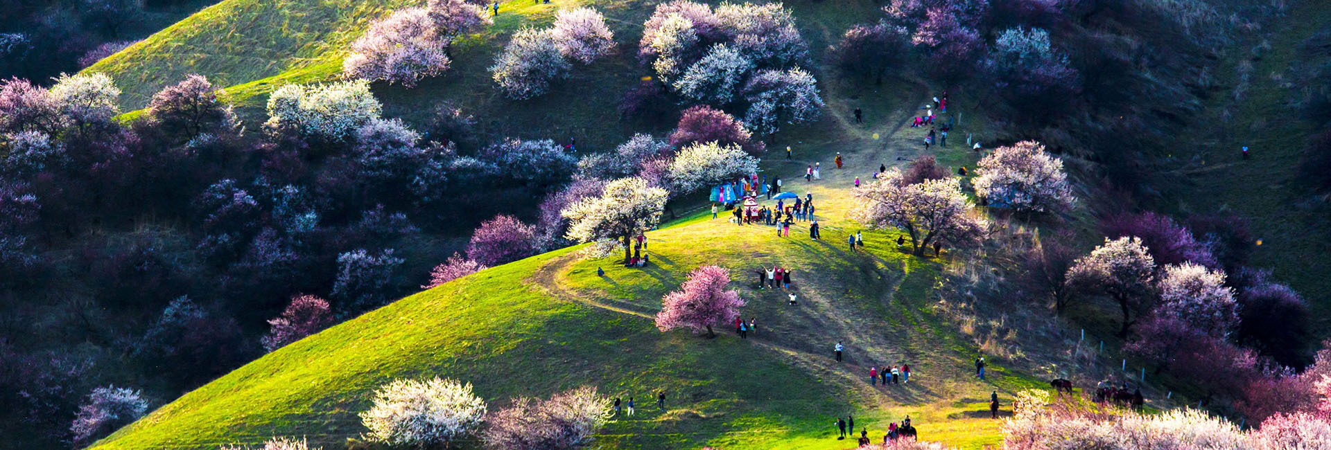 10 Days Stunning Xinjiang Tour including Ili Apricot Blossom and Naraty Grassland