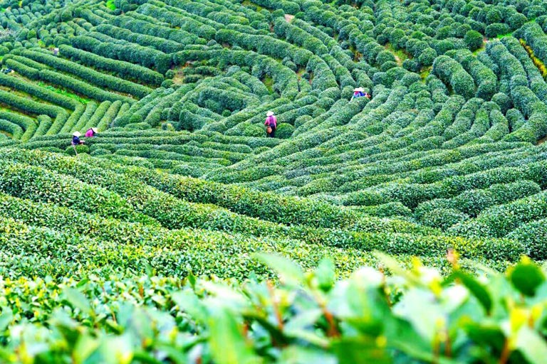 Hangzhou Dragon Well Tea Plantation