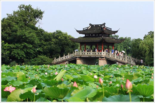 Lotuses on the Wind in Summer.