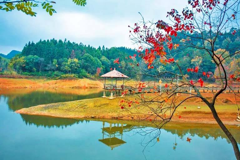 Longchuan Bay Wetland Forest Park