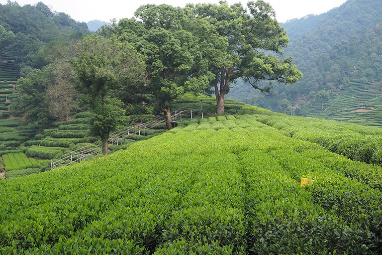 Longjing Tea Plantation