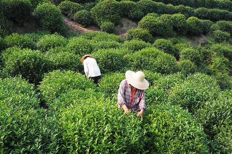 Tea-picking at Dragon Well Tea Plantation