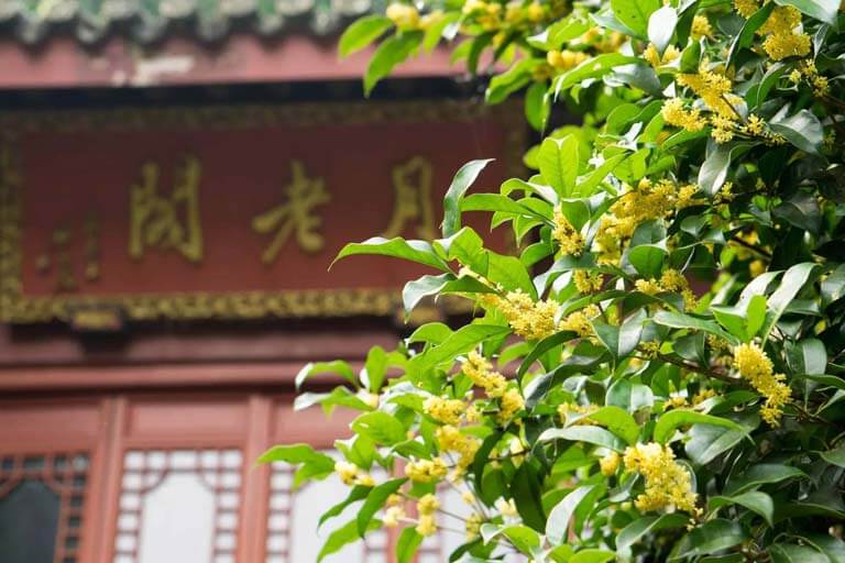 Osmanthus Flower Sea at Manjuelong Village