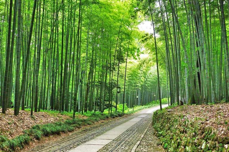 Bamboo-line Path at Yunqi