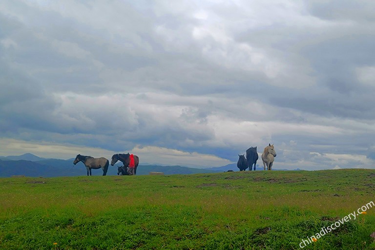 Hongyuan Ruoergai Grassland