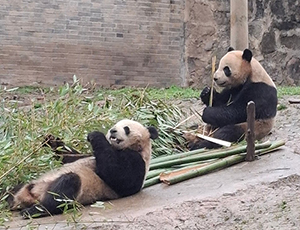 Panda Tour