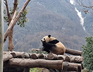 Panda Tour