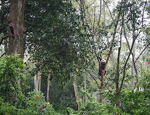 Chengdu Tour