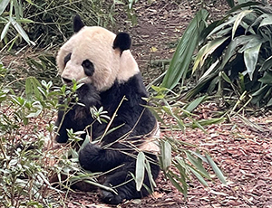 Chengdu Tour