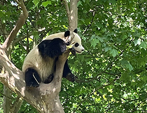Panda Tour