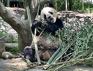 Panda Tour
