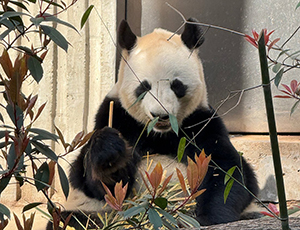 Chengdu Tour