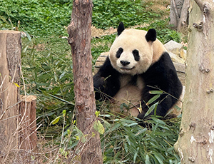 Chengdu Tour