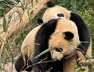 Chengdu Tour