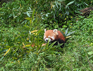 Chengdu Tour