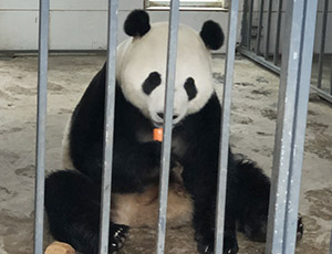 Panda Volunteer Tour