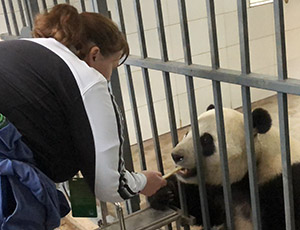Panda Volunteer Tour
