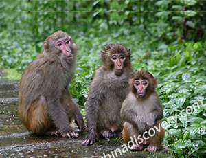 Zhangjiajie Tour