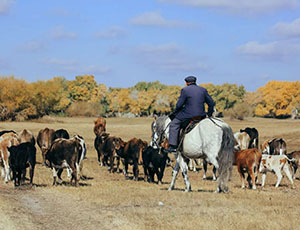 Xinjiang Tour