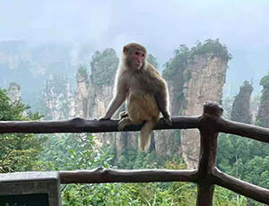 Zhangjiajie Tour