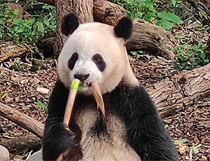 Dujiangyan Tour