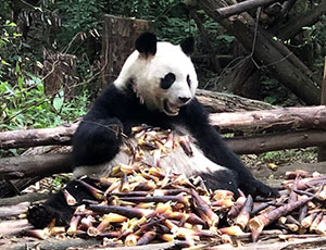 Chengdu Tour