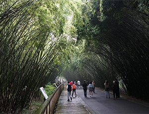 Chengdu Tour