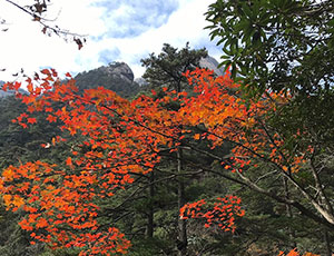 Huangshan Tour