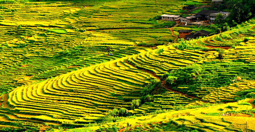 Fujian Youxi Rice Terrace in Autumn Fujian Youxi Rice Terrace