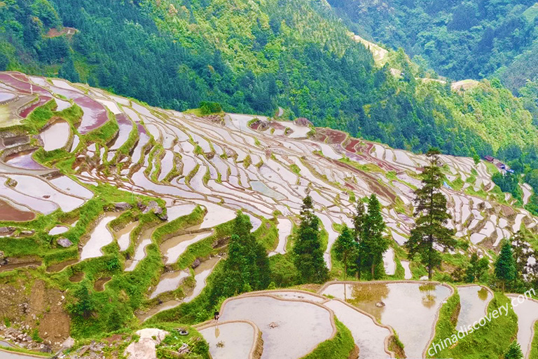 Guizhou Jiabang Rice Terrace