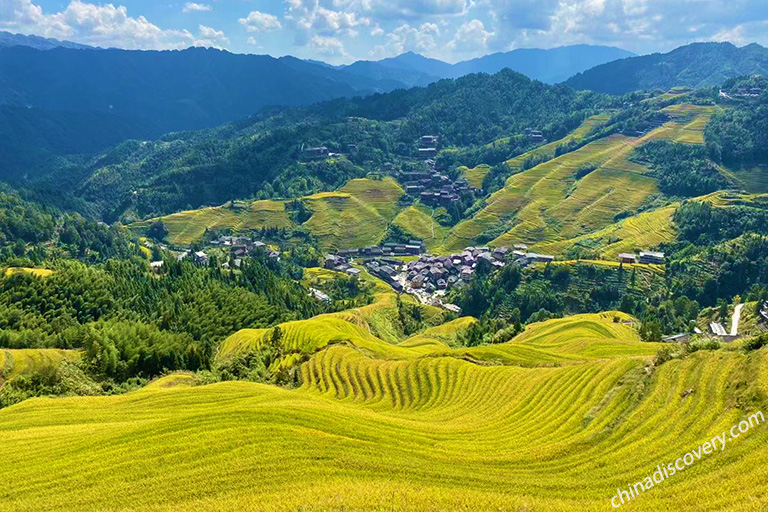 Longji Rice Terrace in Autumn